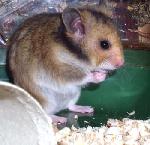 Křeččí očista