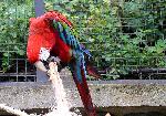 Pestrobarevn papouch